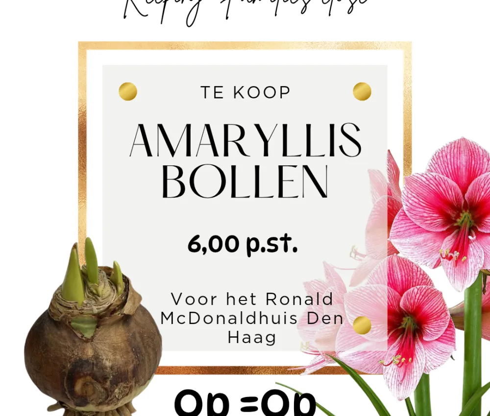 Amaryllis-bollen te Koop