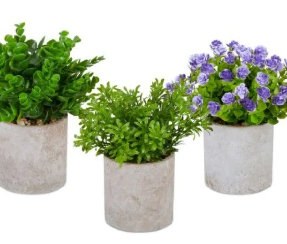 Verkoop kamerplantjes