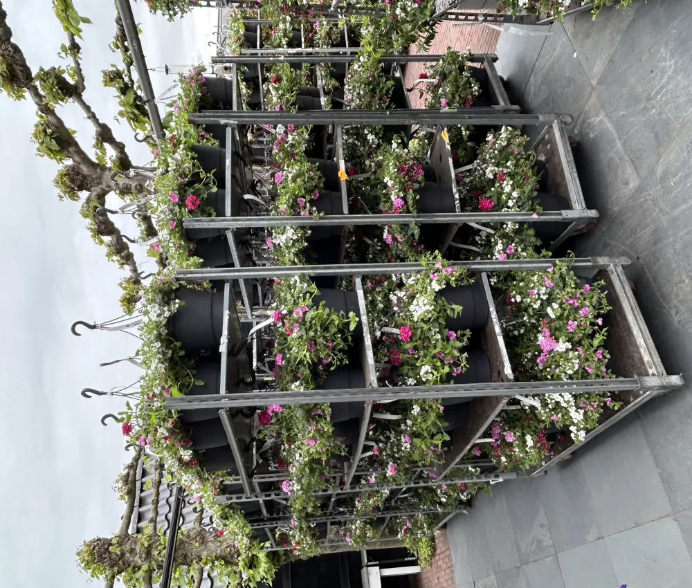 Hanging baskets moederdag