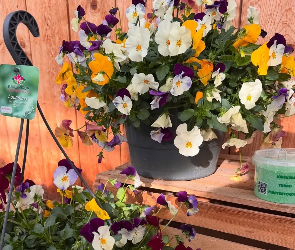 Loterij 8: 4 x een grote Hanging Basket 