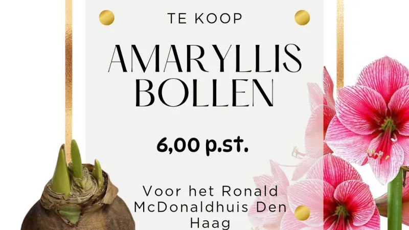 Amaryllis-bollen te Koop