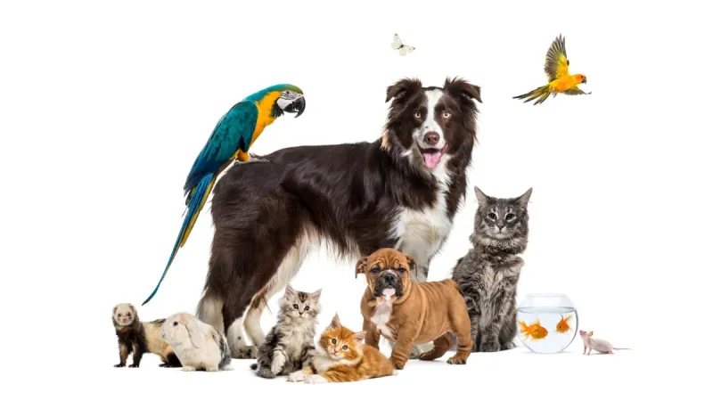 Oppassen op dieren