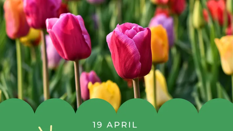 Tulpenroute 