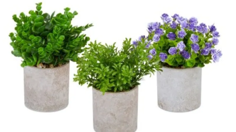 Verkoop kamerplantjes