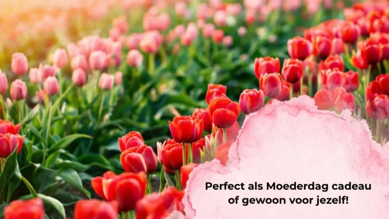 Mini shoot Pluktuin
