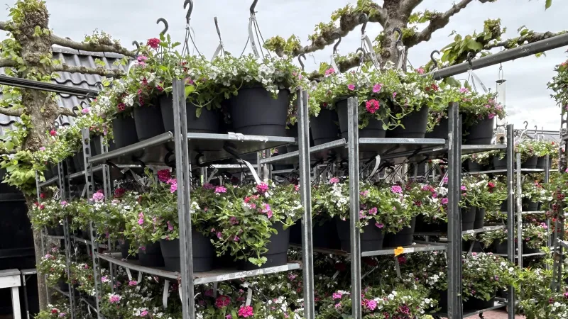 Hanging baskets moederdag