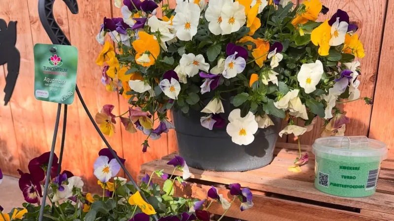 Loterij 8: 4 x een grote Hanging Basket 